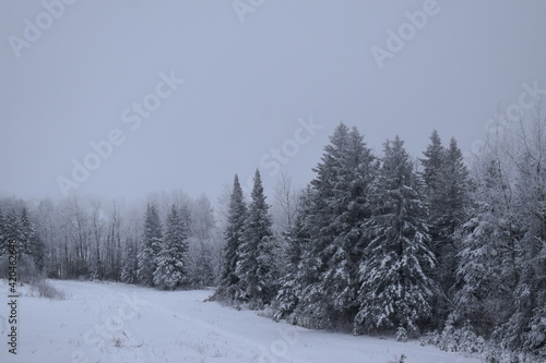 Snowy spruce trees on a gray winter day, Québec © Claude Laprise