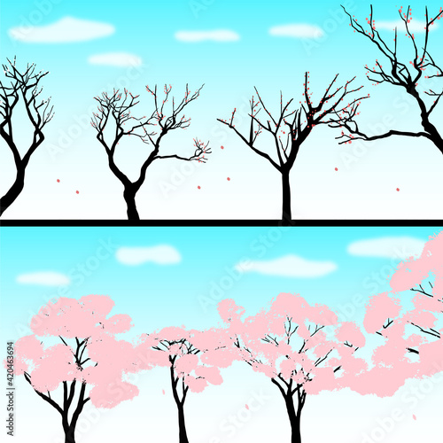 春の訪れ　梅の木と満開の桜の木 © HARAGE