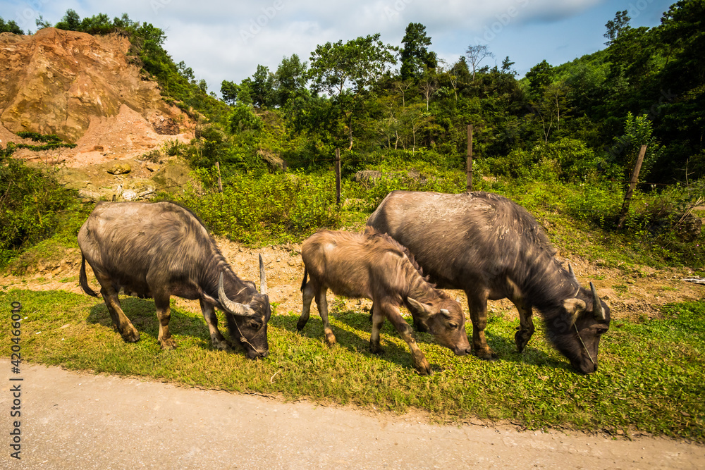 Animals in Phong Nha Vietnam landscape Animals in Phong Nha Vietnam landscape