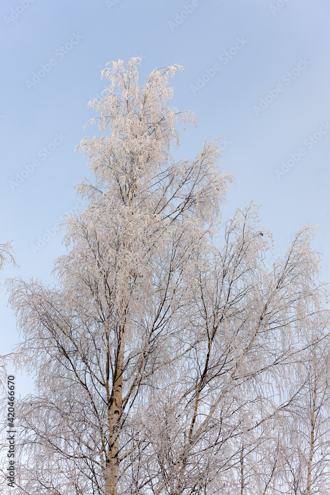 birch on a cold winter day birch on a cold winter day