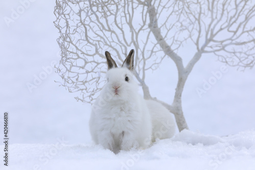 white rabbit and christmas white decorative tree in winter