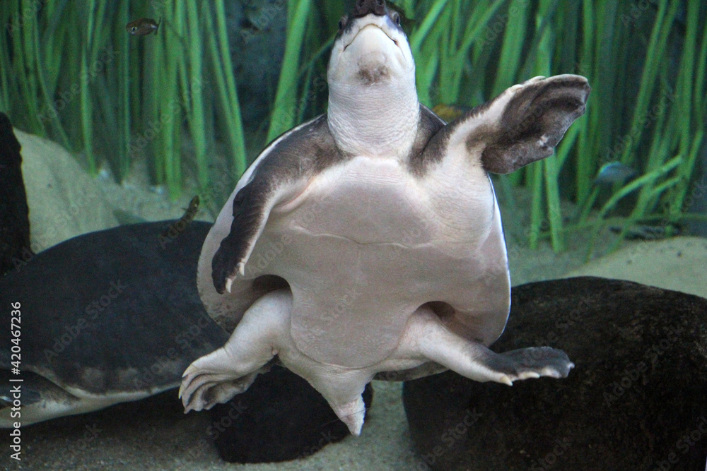 Fototapeta premium Papua-Weichschildkroete