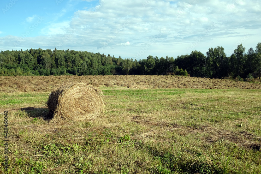 Rural landscape with summer field with many rolled haystack close-up on front and mowed field on the back on bright sunny day