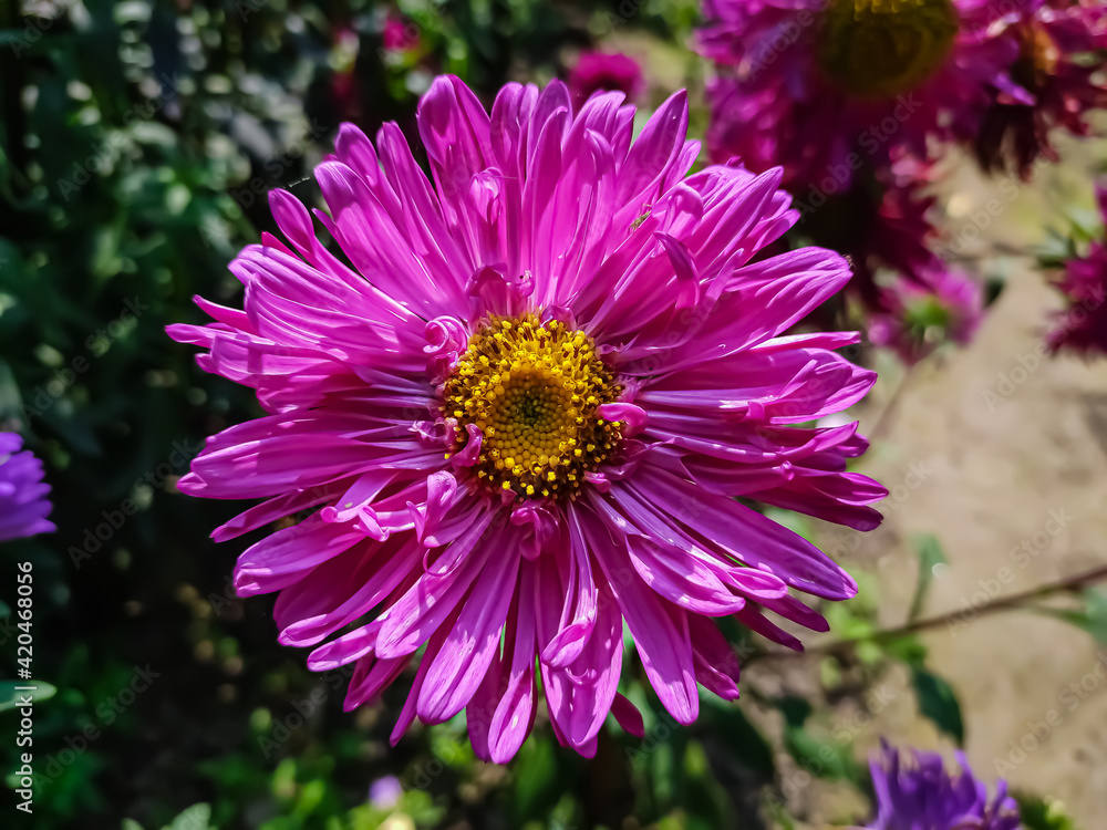 Obraz premium Aster is a genus of perennial flowering plants in the family Asteraceae. Its circumscription has been narrowed, and it now encompasses around 180 species,