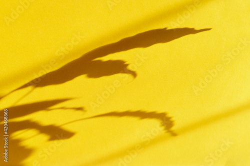 The shadows of the leaves of a home plant on yellow paper.