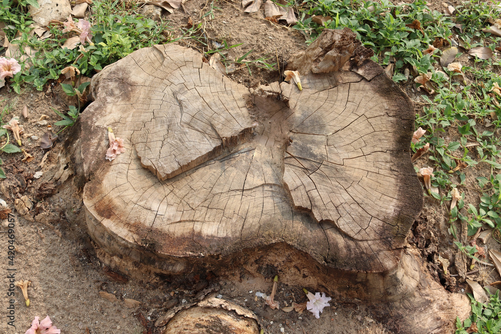 Fototapeta premium Old tree stump on ground flooring in the garden closeup.