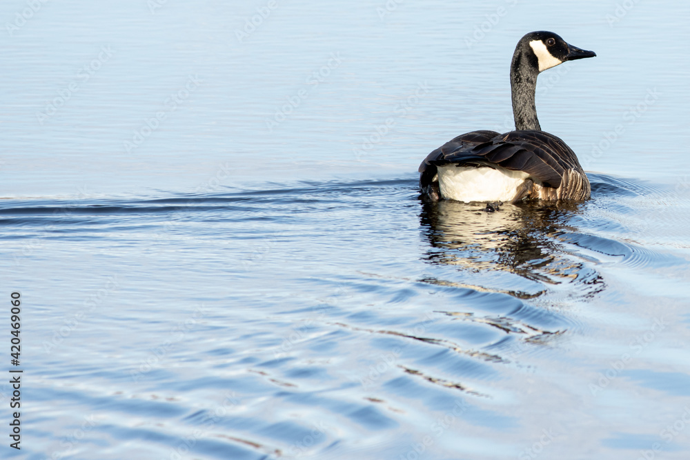 Obraz premium Canada Goose Wake