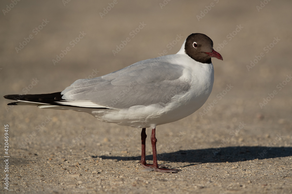 Black-headed gull in breeding plumage at Busaiteen coast, Bahrain Black-headed gull in breeding plumage at Busaiteen coast, Bahrain