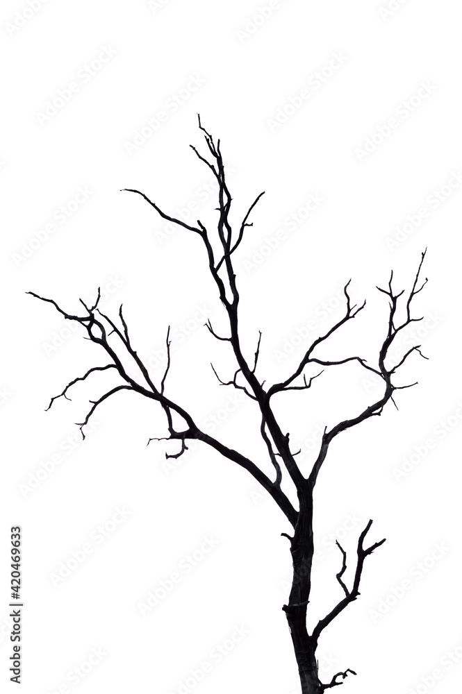 Obraz premium Dry branch of dead tree with cracked dark bark.beautiful dry branch of tree isolated on white background.Single old and dead tree.Dry wooden stick from the forest isolated on white background .