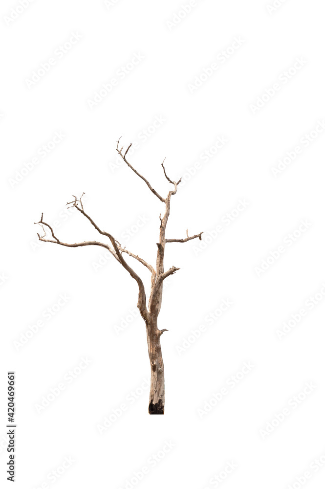 Fototapeta premium Dry branch of dead tree with cracked dark bark.beautiful dry branch of tree isolated on white background.Single old and dead tree.Dry wooden stick from the forest isolated on white background .