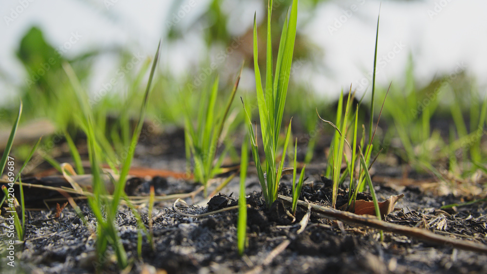 grass in soil grass in soil