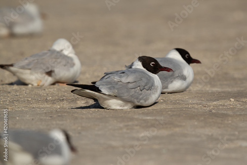 Black-headed gulls resting at Busaiteen coast, Bahrain