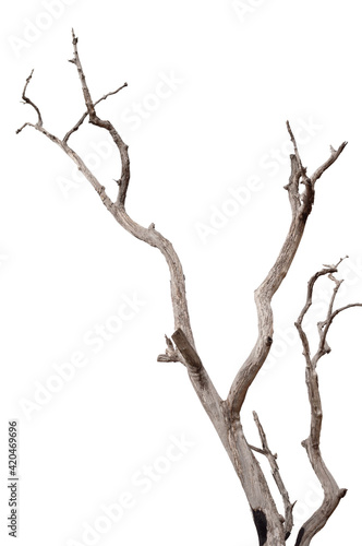 Dry branch of dead tree with cracked dark bark.beautiful dry branch of tree isolated on white background.Single old and dead tree.Dry wooden stick from the forest isolated on white background .