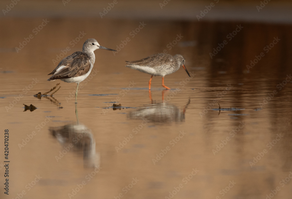 Common Greenshank and Redshank in a water body Common Greenshank and Redshank in a water body
