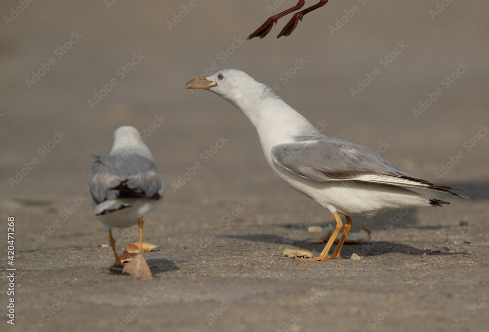 Slender-billed gull eating bread at Busaiteen coast of Bahrain Slender-billed gull eating bread at Busaiteen coast of Bahrain