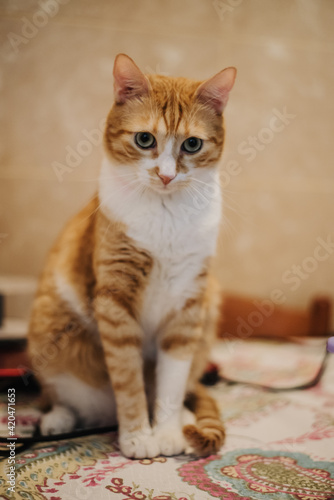 ginger cat