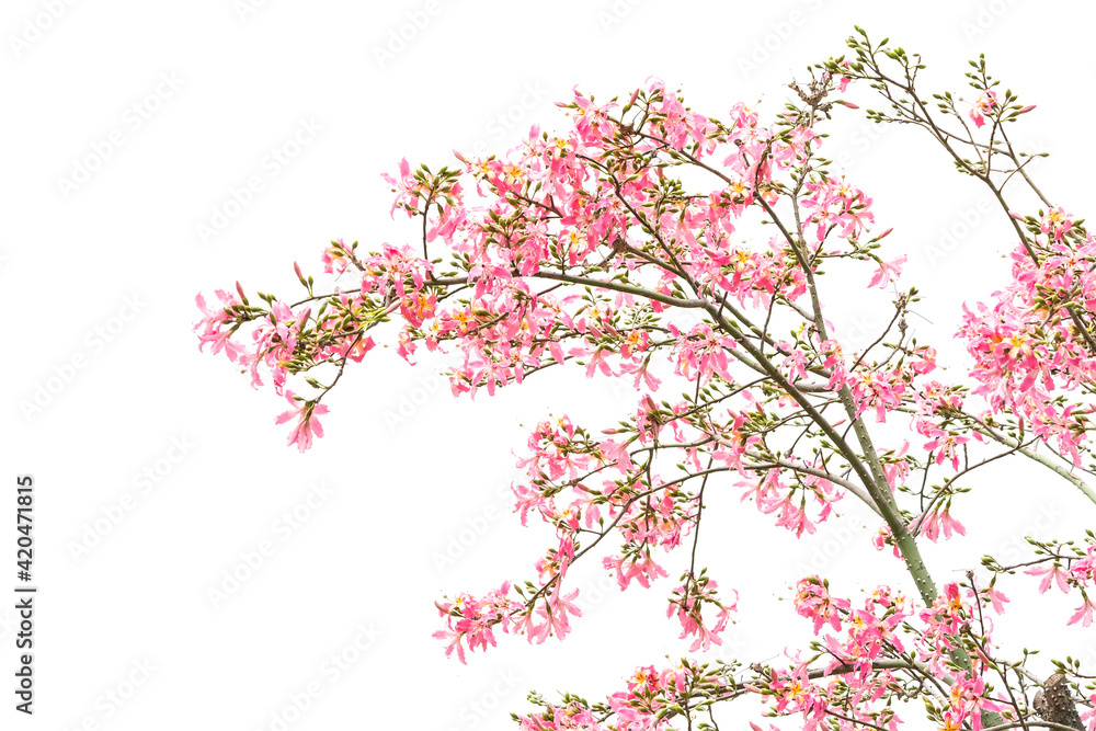 pink silk floss tree flower isolated on white background pink silk floss tree flower isolated on white background