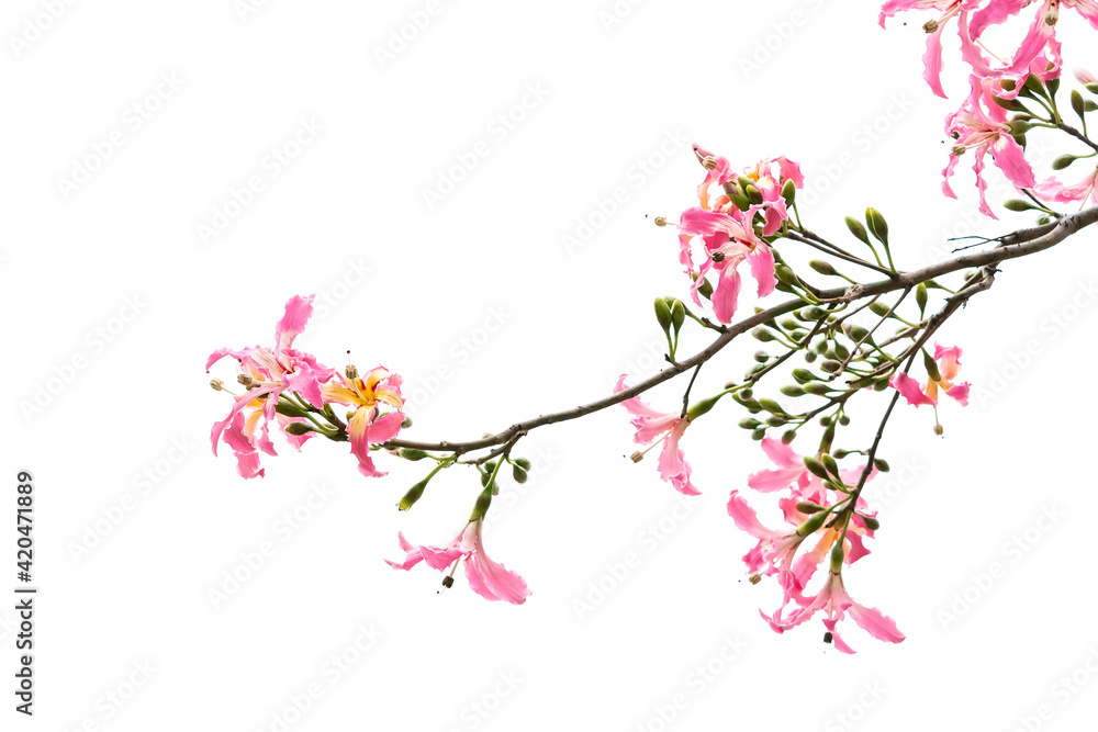 pink silk floss tree flower isolated on white background