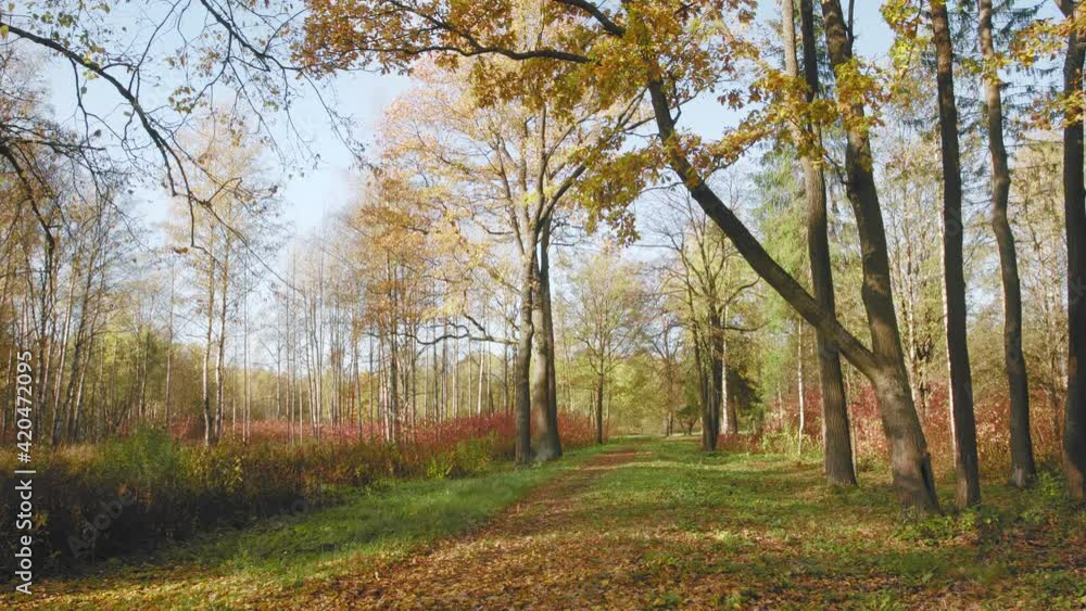 Falling leaves in bright autumn park at sunny day. Slow zoom forward Falling leaves in bright autumn park at sunny day. Slow zoom forward