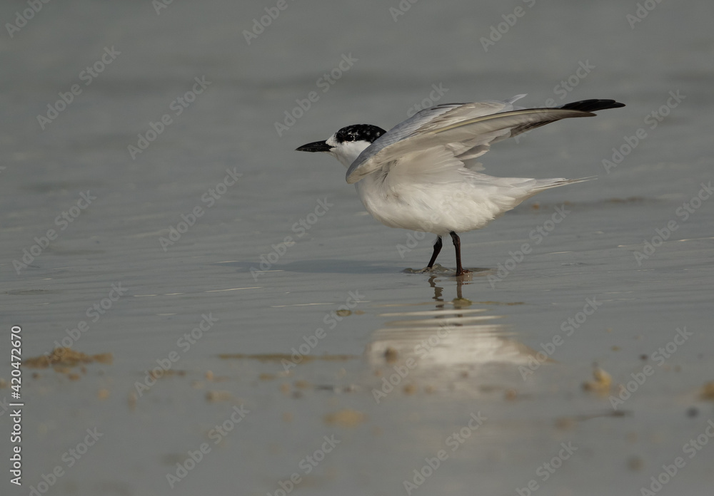 Gull-billed tern takeoff at Busaiteen coast, Bahrain Gull-billed tern takeoff at Busaiteen coast, Bahrain