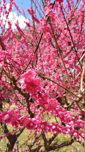 Wallpaper Mural pink cherry blossom Torontodigital.ca