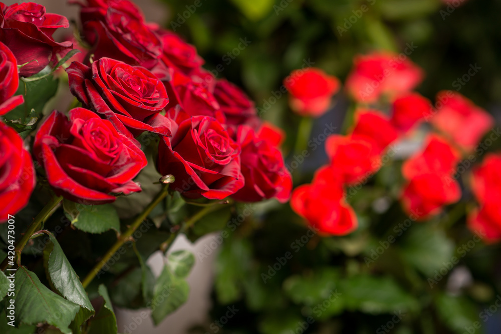 a bouquet of flowers in the background photo for Congratulations or an important opportunity a bouquet of flowers in the background photo for Congratulations or an important opportunity