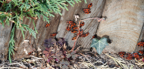 Pyrrhocoris apterus. Groupe d'insectes pyrrhocores ou gendarmes, Insectes hétéroptères accouplés parfois nommé diable ou cherche-midi photo