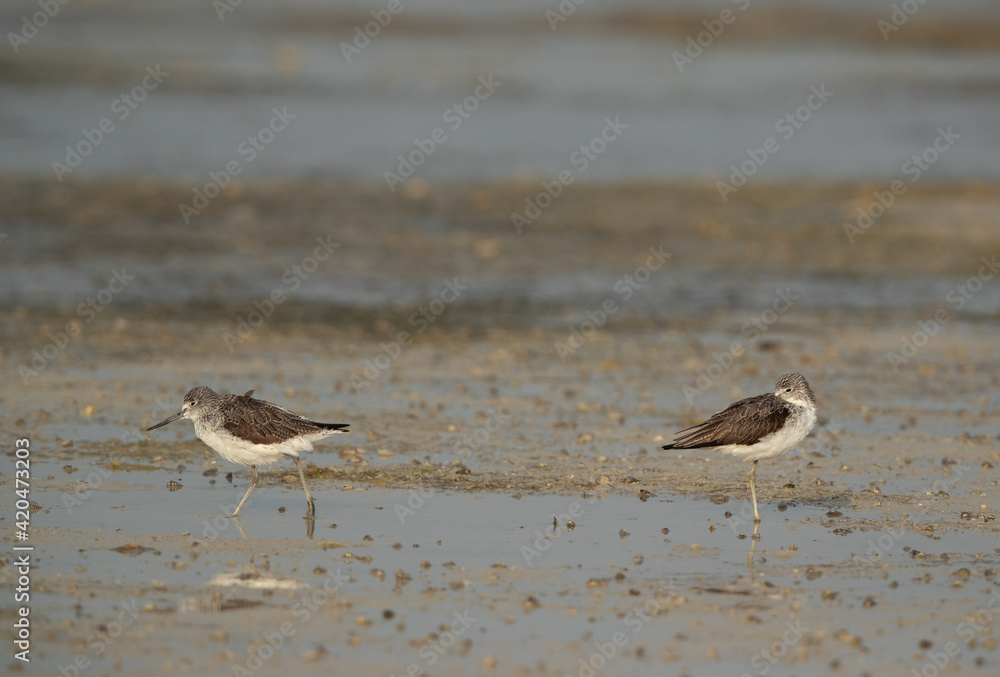 Common Greenshanks at Busaiteen coast, Bahrain Common Greenshanks at Busaiteen coast, Bahrain