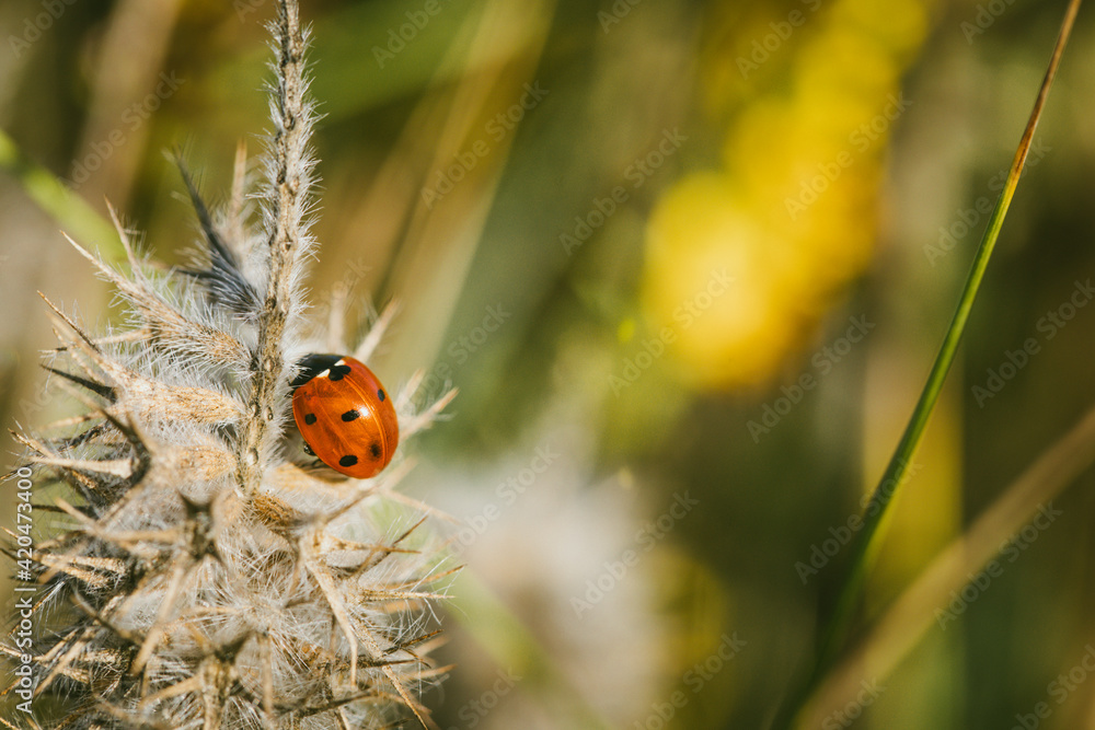 Naklejka premium Coccinelle sur une herbe sèche en Provence