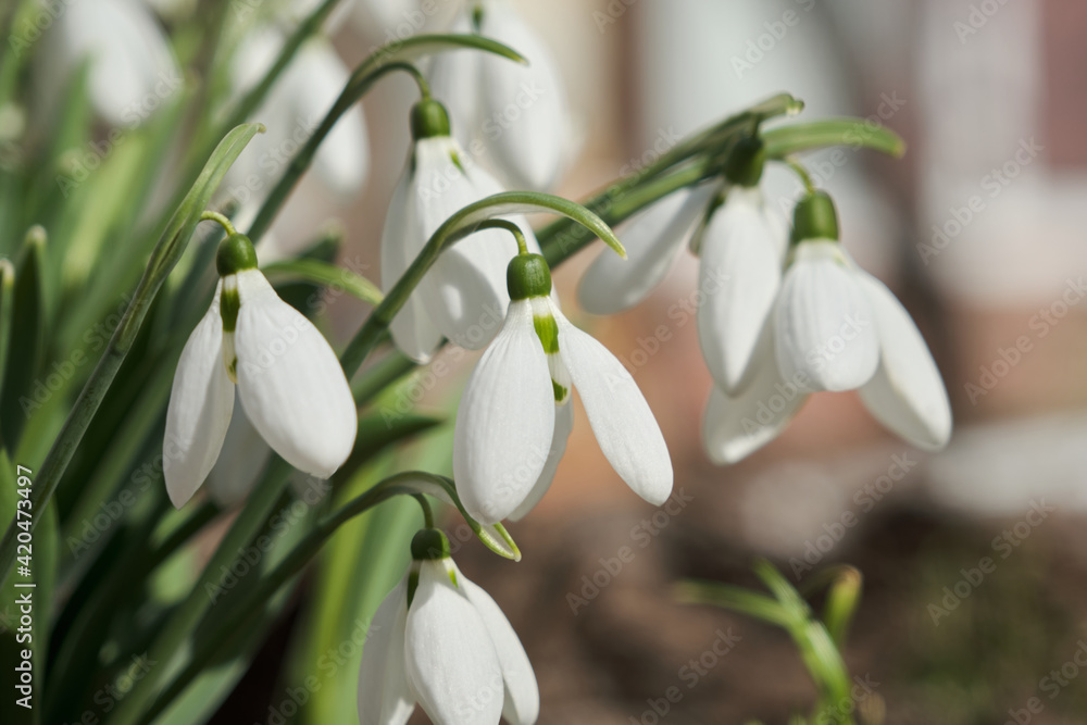 Closeup shot of fresh early snowdrops or common snowdrops Galanthus nivalis Closeup shot of fresh early snowdrops or common snowdrops Galanthus nivalis