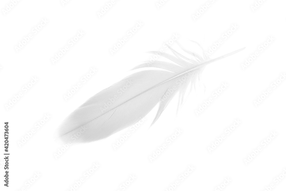 Obraz premium sketching white feather on white background