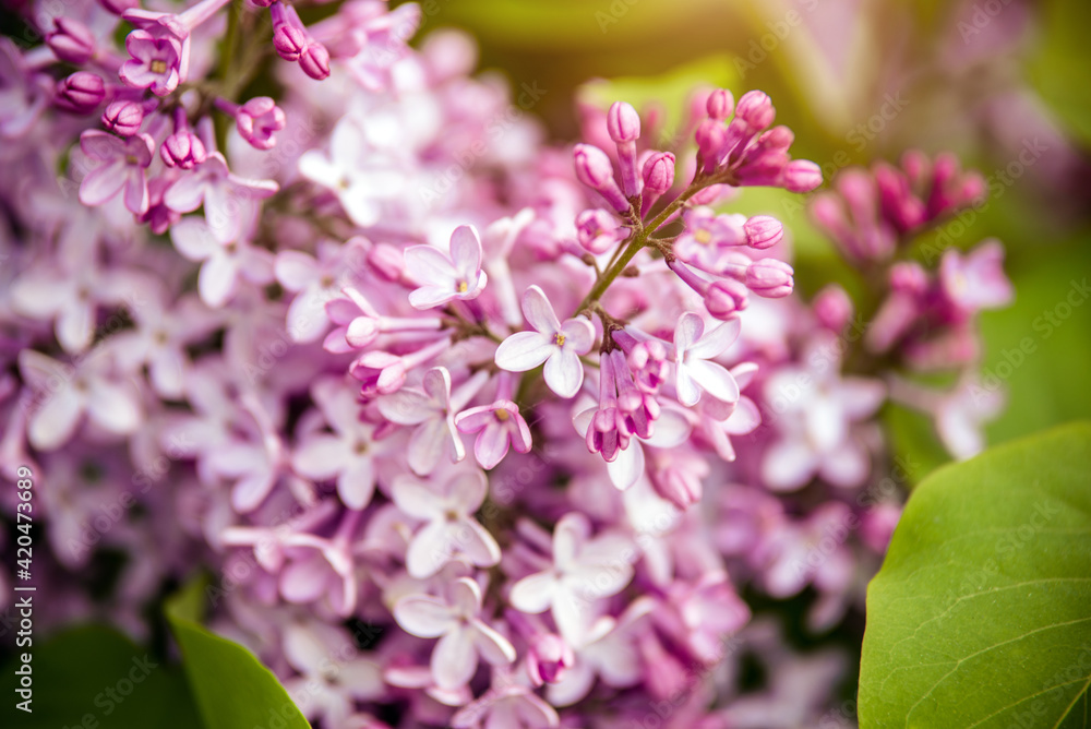 Pink lilac blooms in the Botanical garden
Pink lilac blooms in the Botanical garden