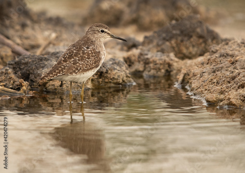 Wood Sandpiper with refllection on water at Asker marsh, Bahrain