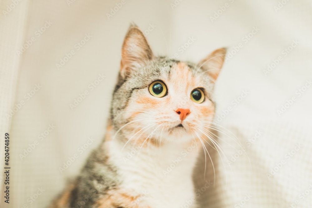 portrait of a cute cat on a light background