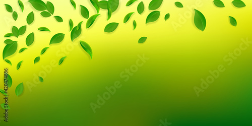 Falling green leaves. Fresh tea chaotic leaves fly