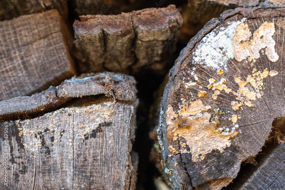 Closeup of stacked weathered firewood for a campfire ~STACK~ Closeup of stacked weathered firewood for a campfire ~STACK~