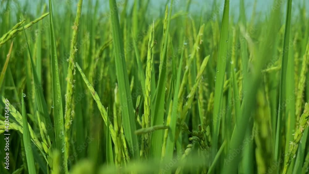 close up green rice field close up green rice field