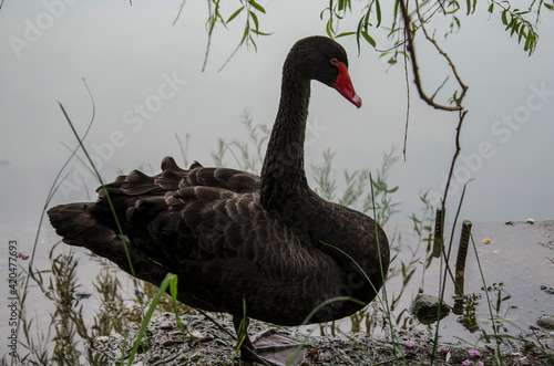 A large black swan standing at the lake. Black Swan close-up