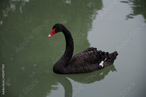 A large black swan swims in the lake. Black Swan close-up
