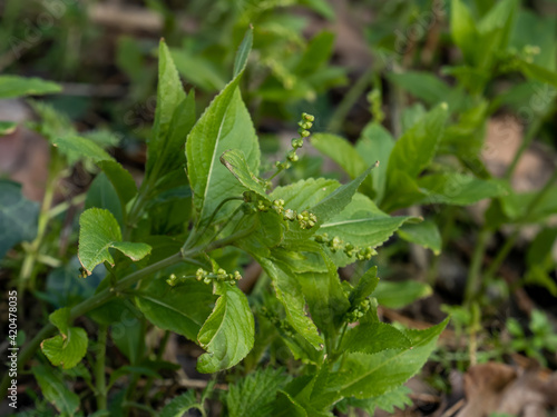 Dog's Mercury