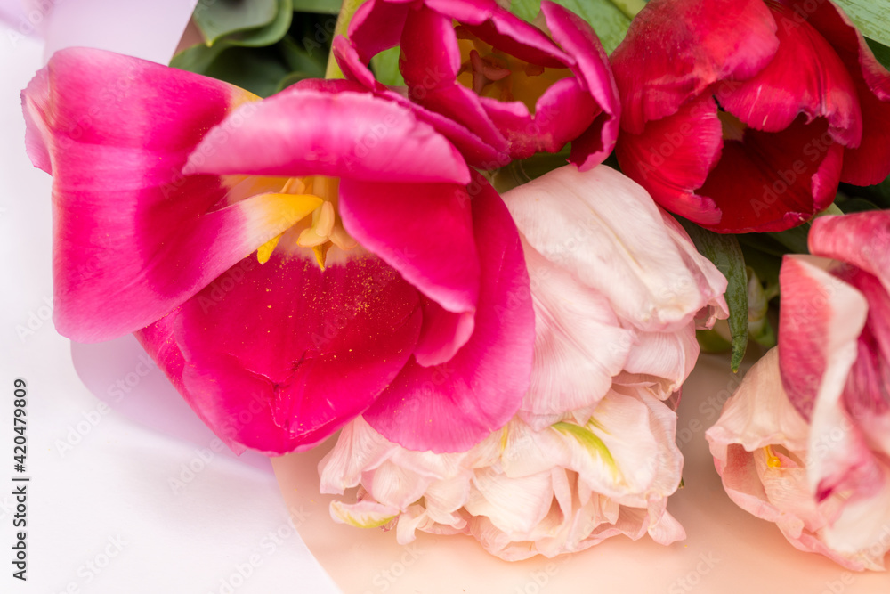 Macro photography of big buds of tulips flowers on a white blurred background, tulips background, selective focus. Postcards, articles about the holidays, wedding invitation. close-up. Macro photography of big buds of tulips flowers on a white blurred background, tulips background, selective focus. Postcards, articles about the holidays, wedding invitation. close-up.