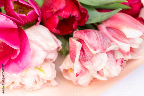 Pink tulips close up. A flower with petals cut and torn at the edges. The background is blurry  selective focus. Floral background. Springtime theme.