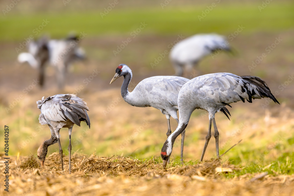 Fototapeta premium Common crane group feeding in agricultural field