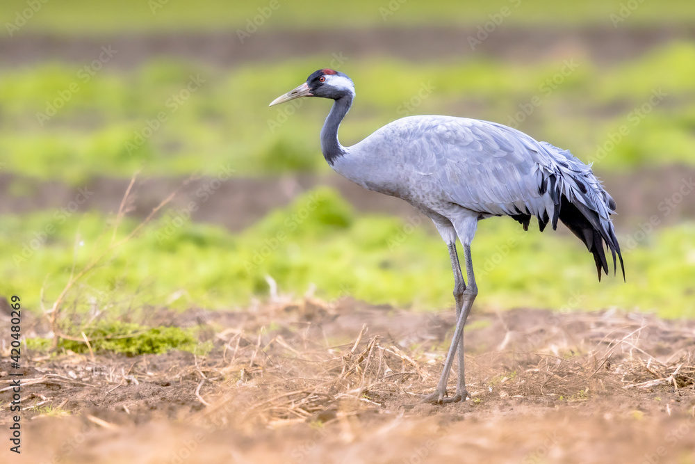 Common crane walking in agricultural field Common crane walking in agricultural field