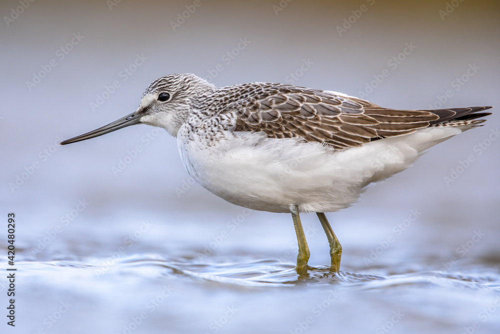 Common greenshank walking in shallow coastal water of Waddensea. Common greenshank walking in shallow coastal water of Waddensea.