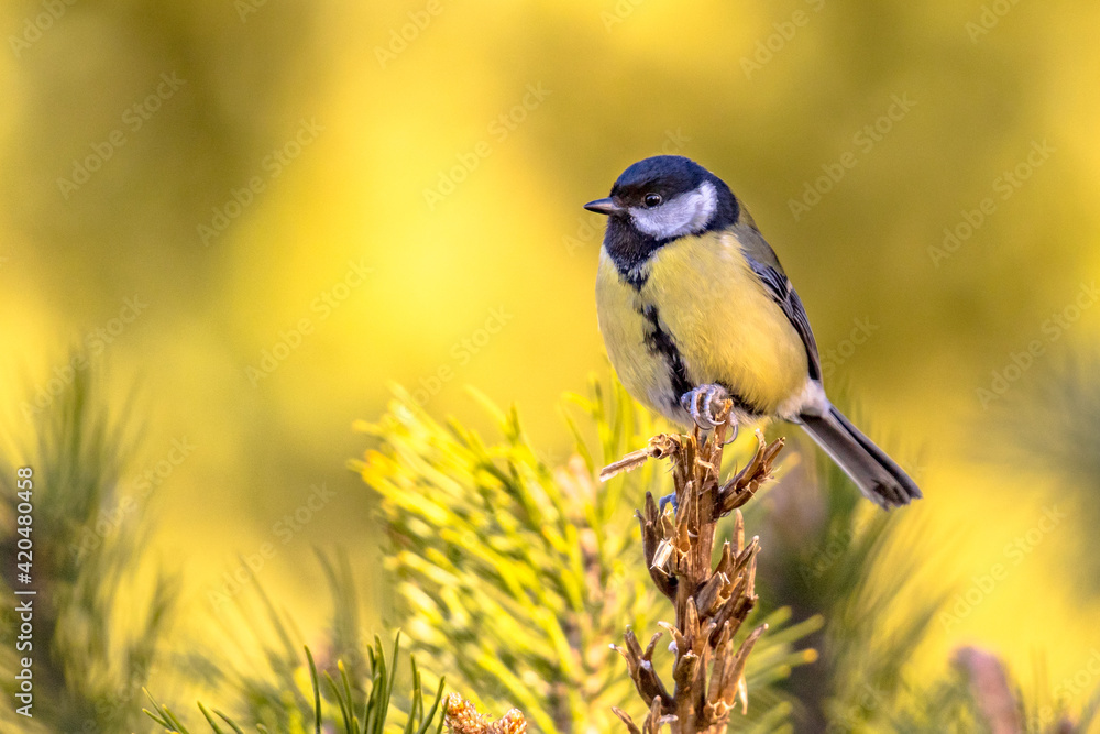 Obraz premium Great tit garden bird perched on branch