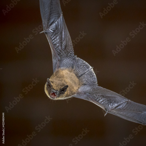 Flying Pipistrelle bat in front of brick wall square