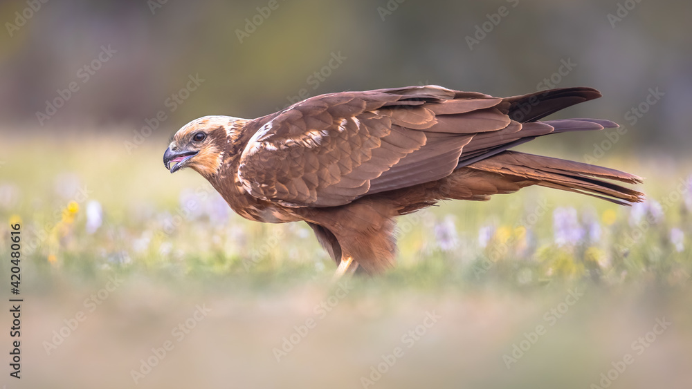 Marsh harrier female sideview Marsh harrier female sideview