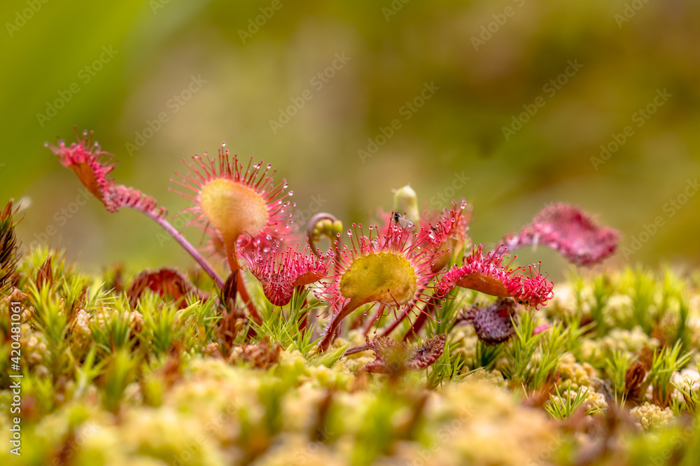 Round leaved sundew green background Round leaved sundew green background