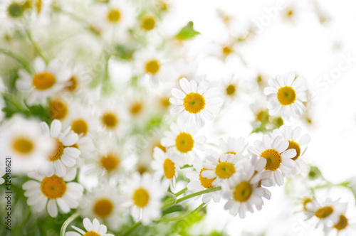 Close up of Chamomile Flowers © Anna Hoychuk